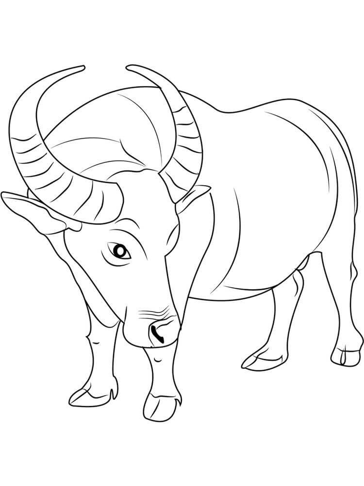 Dibujo de Bufalo Normal para Colorear