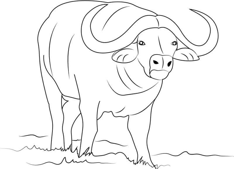 Dibujo de Bufalo Simple para Colorear