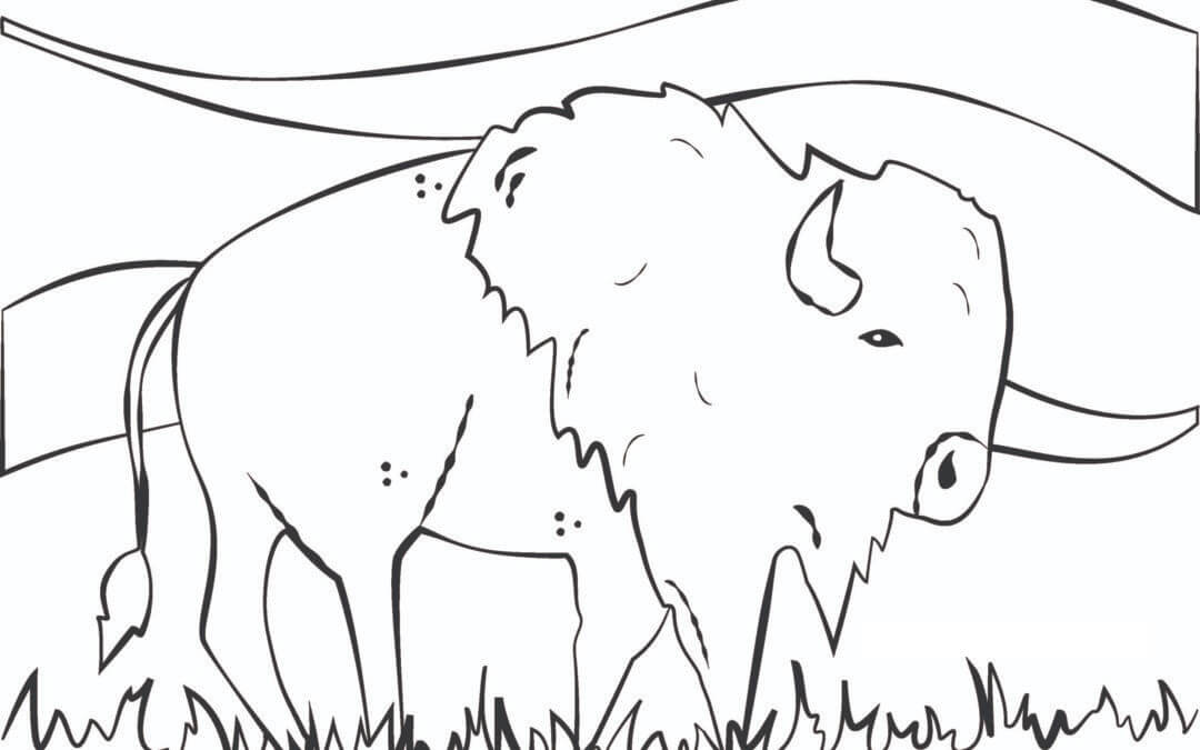 Dibujo de Bufalo de Lynnette para Colorear