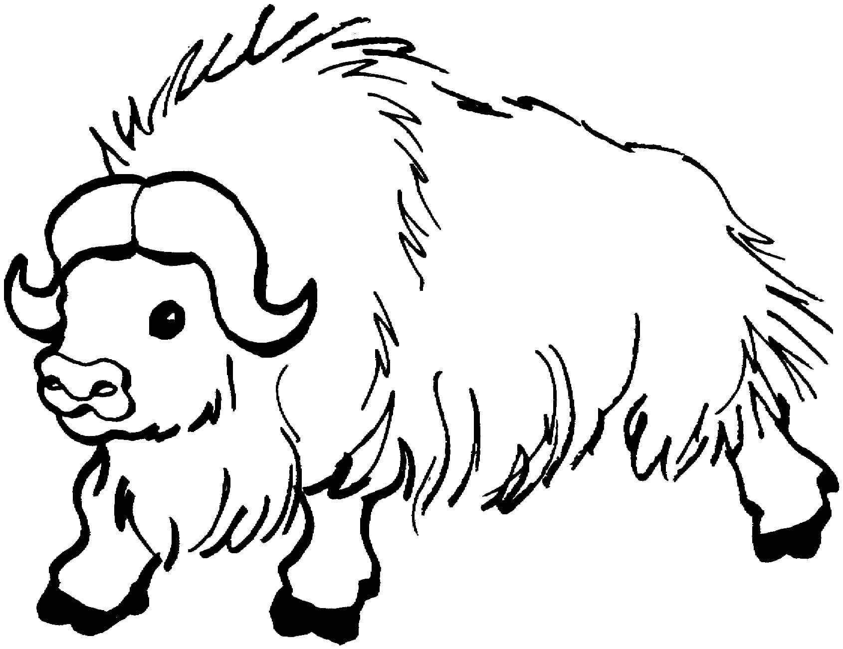 Dibujo de Bufalo para Colorear