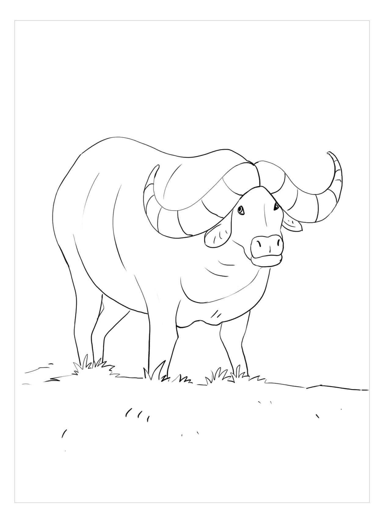 Dibujo de Dulce Bufalo para Colorear