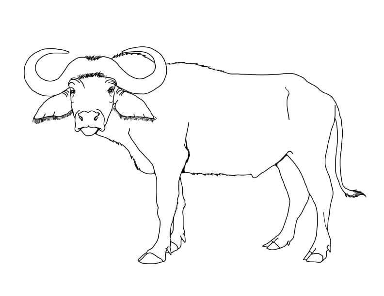 Dibujo de Gran Bufalo para Colorear