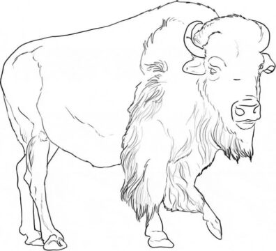 Dibujo de Hermoso Bufalo para Colorear