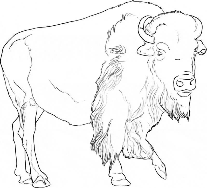 Dibujo de Hermoso Bufalo para Colorear