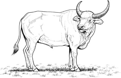 Dibujo de Impresionante Bufalo Scaled para Colorear