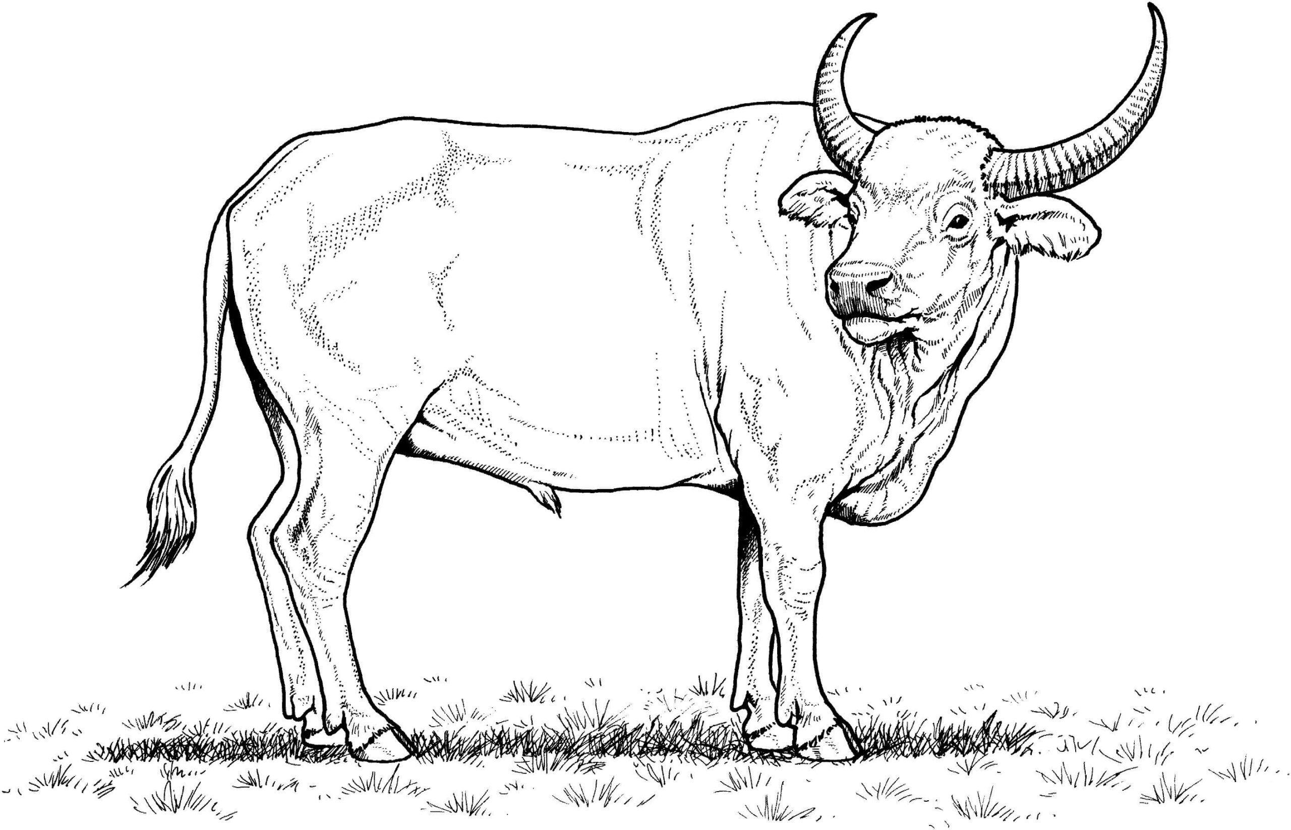 Dibujo de Impresionante Bufalo Scaled para Colorear