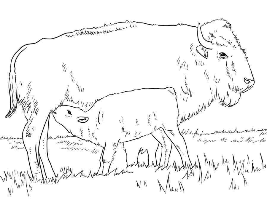 Dibujo de Linda Madre Bufalo con bebé Bufalo para Colorear