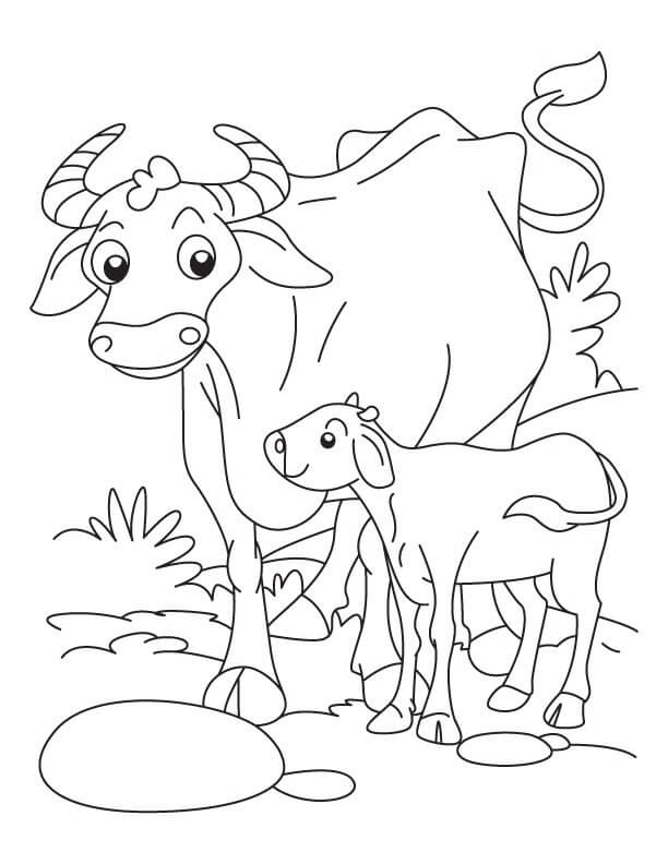Dibujo de Madre Bufalo y bebé Bufalo para Colorear