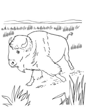Dibujo de Pequeño Bufalo Caminando para Colorear