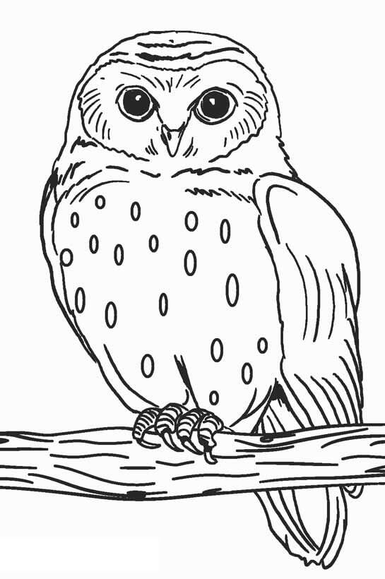 Dibujo de Buen búho para Colorear