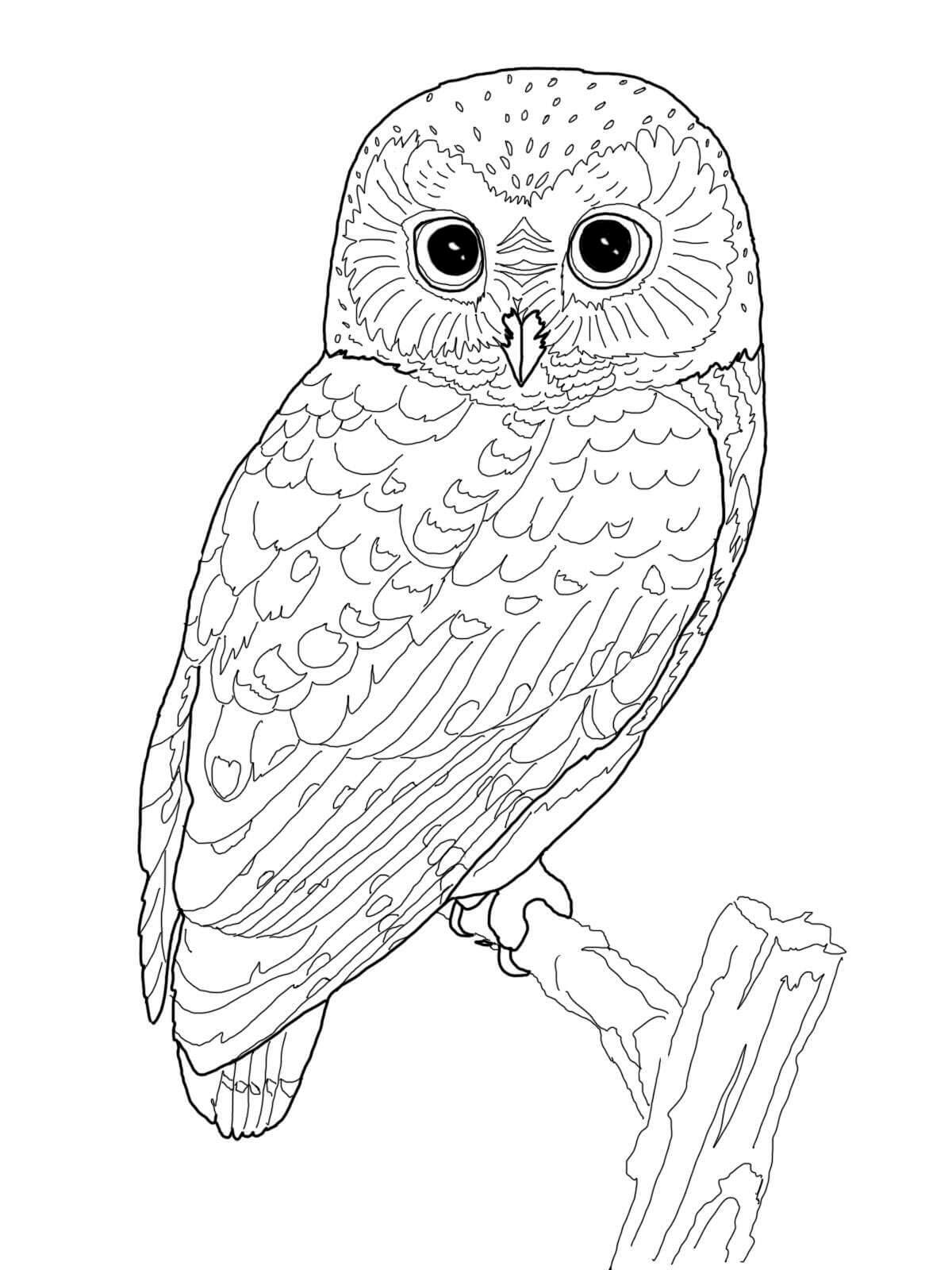 Dibujo de Búho básico en Rama para Colorear