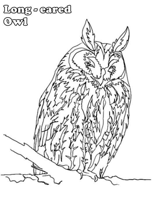 Dibujo de Búho Chico para Colorear