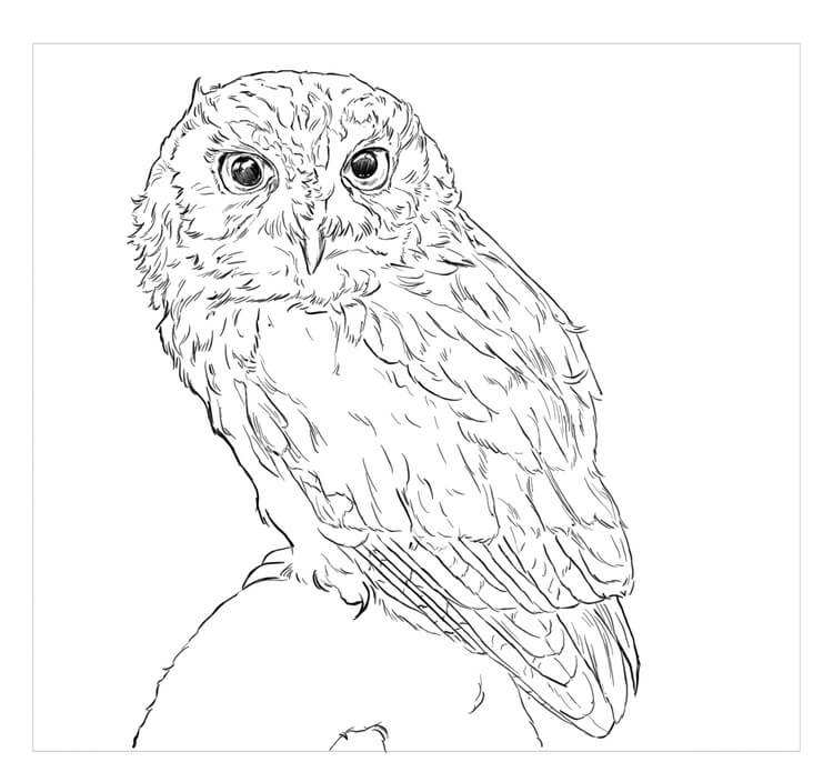 Dibujo de Búho Chillon del Este para Colorear