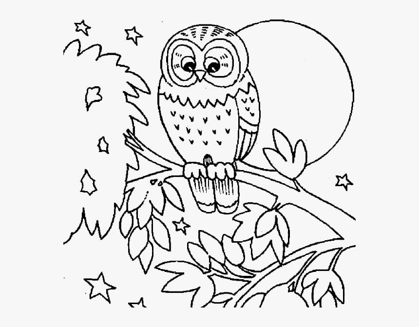 Dibujo de Búho Normal para Colorear