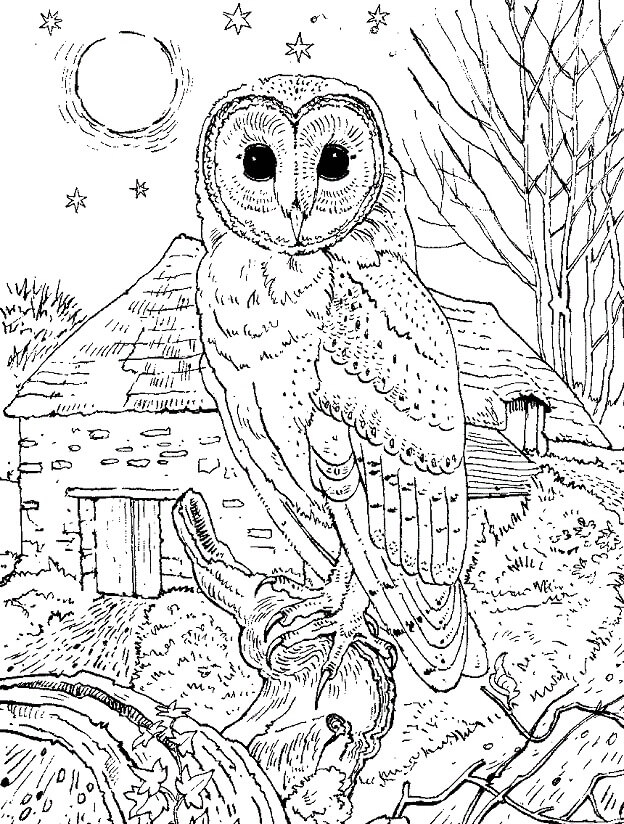 Dibujo de Lechuza común para Colorear