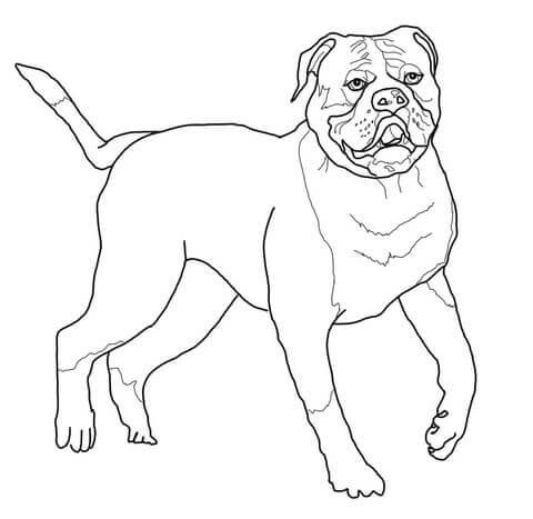 Dibujo de Bonito Bulldog para Colorear
