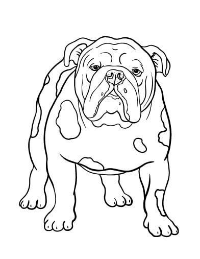 Dibujo de Bulldog Bsico para Colorear