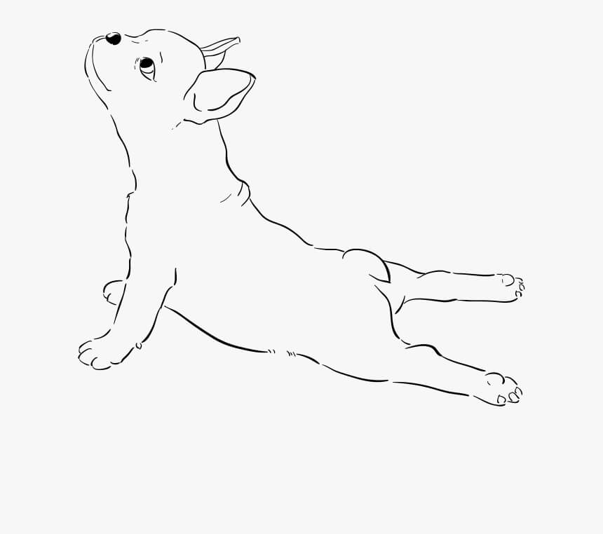Dibujo de Bulldog Francs para Colorear