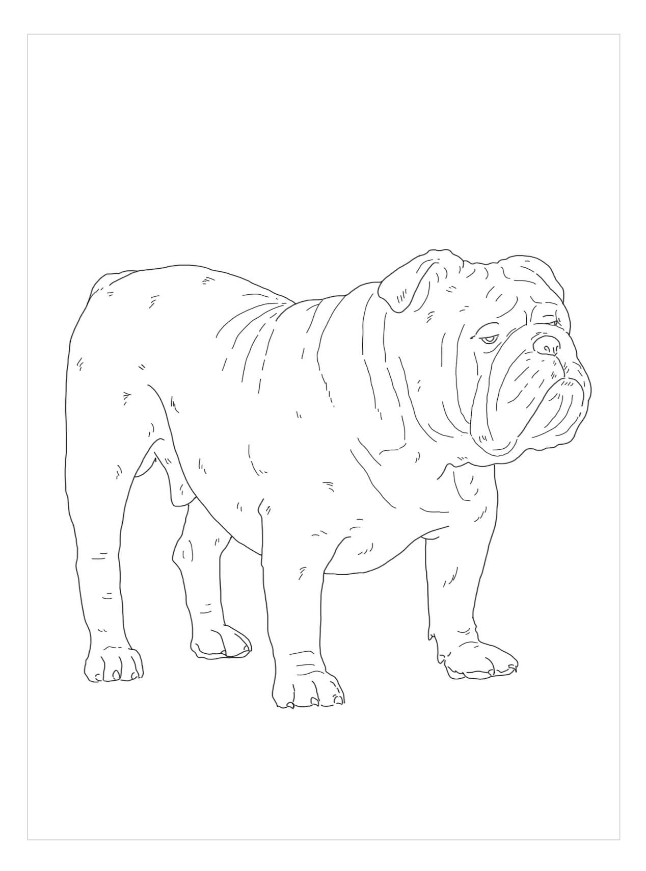 Dibujo de Bulldog Ingls para Colorear