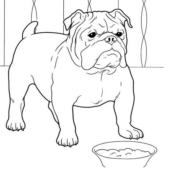 Dibujo de Bulldog Normal para Colorear