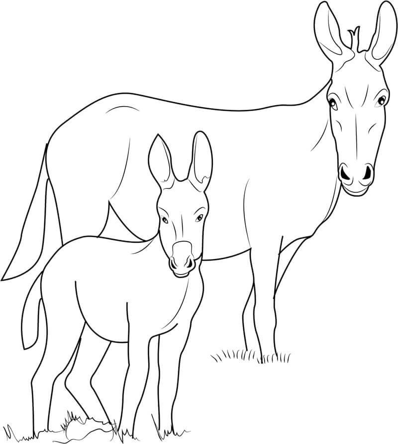 Dibujo de Burro Ponui para Colorear
