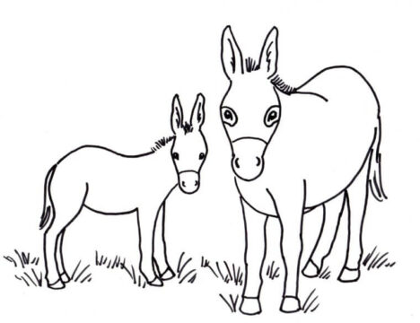 Dibujo de Dos Burros para Colorear