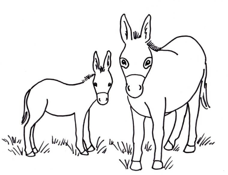 Dibujo de Dos Burros para Colorear
