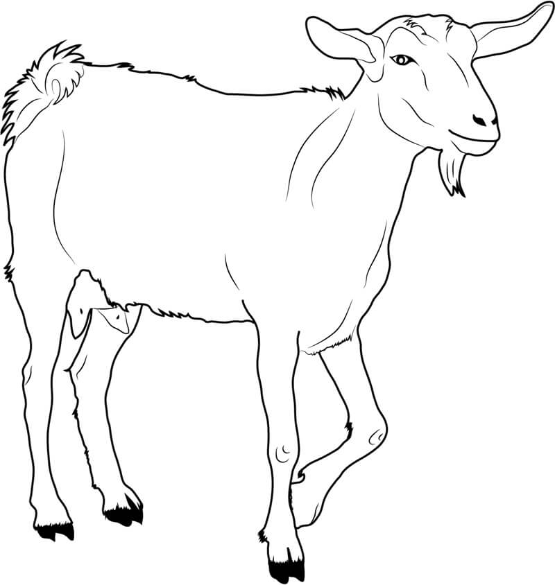 Dibujo de Cabra Caminando para Colorear