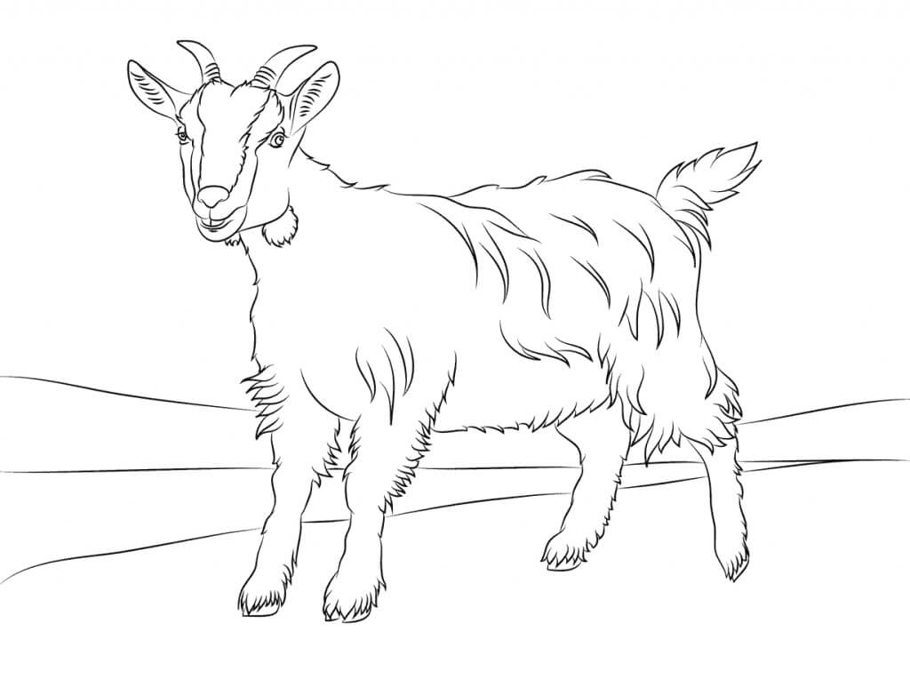 Dibujo de Cabra Simples para Colorear