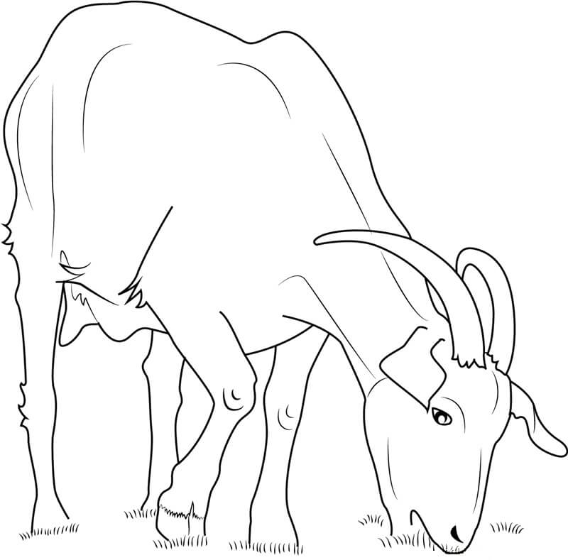 Dibujo de Cabra Domstica Comiendo para Colorear