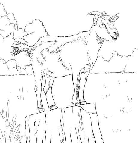 Dibujo de Cabra Domstica Realista para Colorear