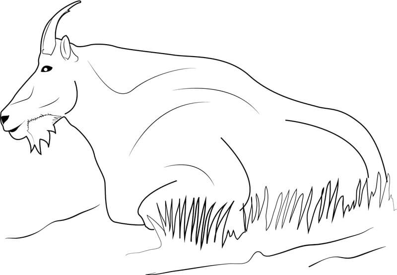 Dibujo de Cabra Montesa Relajante para Colorear
