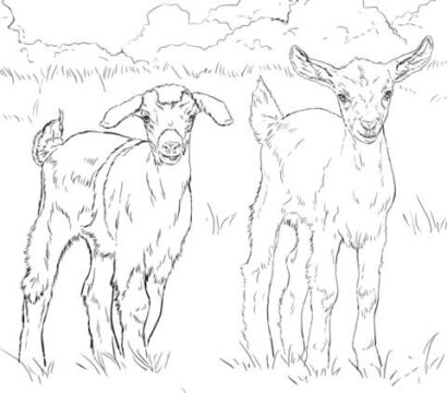 Dibujo de Dos Cabras para Colorear