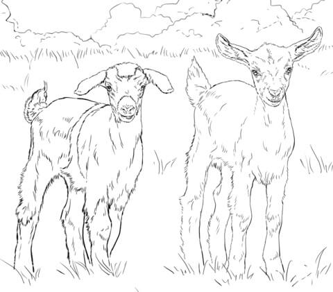 Dibujo de Dos Cabras para Colorear
