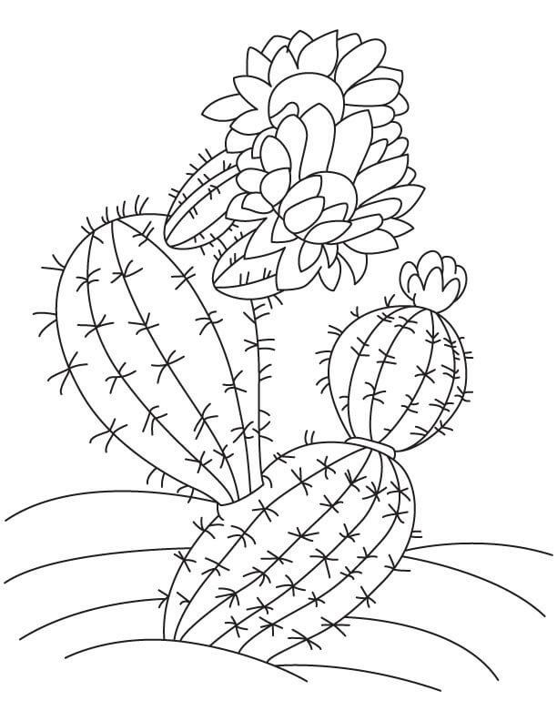 Dibujo de Cactus con Flor para Colorear