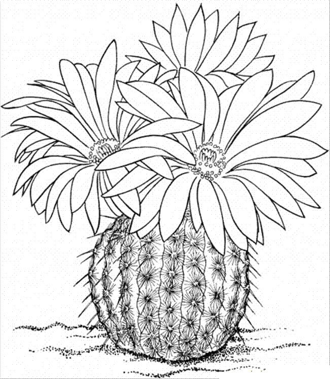 Dibujo de Cactus con Tres Flores para Colorear