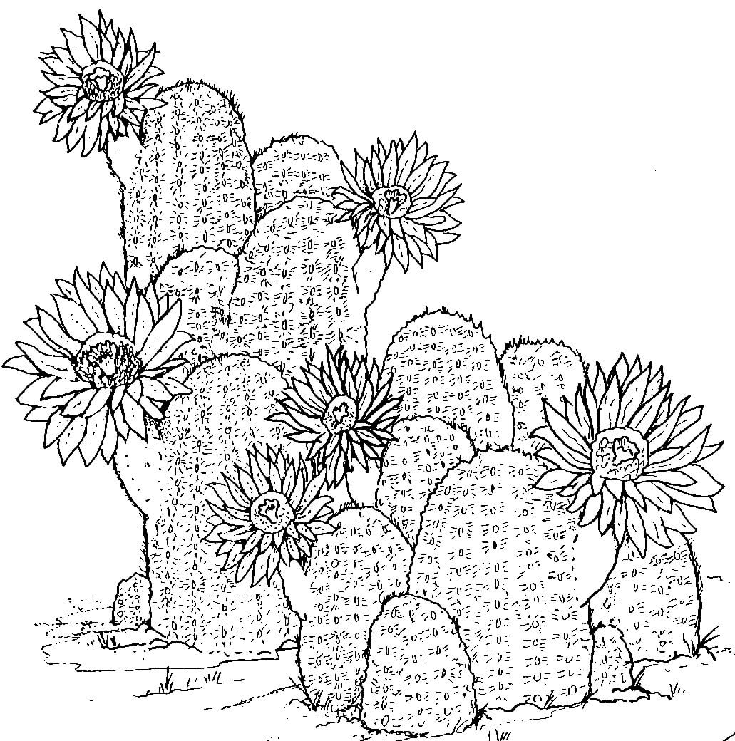 Dibujo de A Mano de Cactus para Colorear