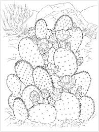 Dibujo de Increible Cactus para Colorear
