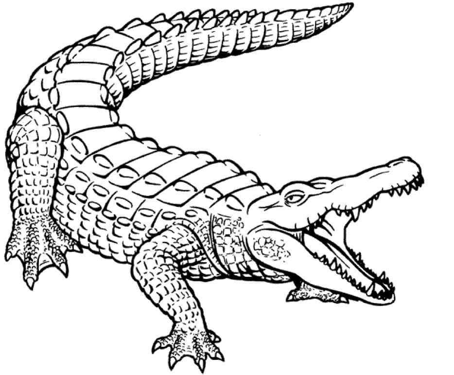 Dibujo de Cocodrilo Impresionante para Colorear