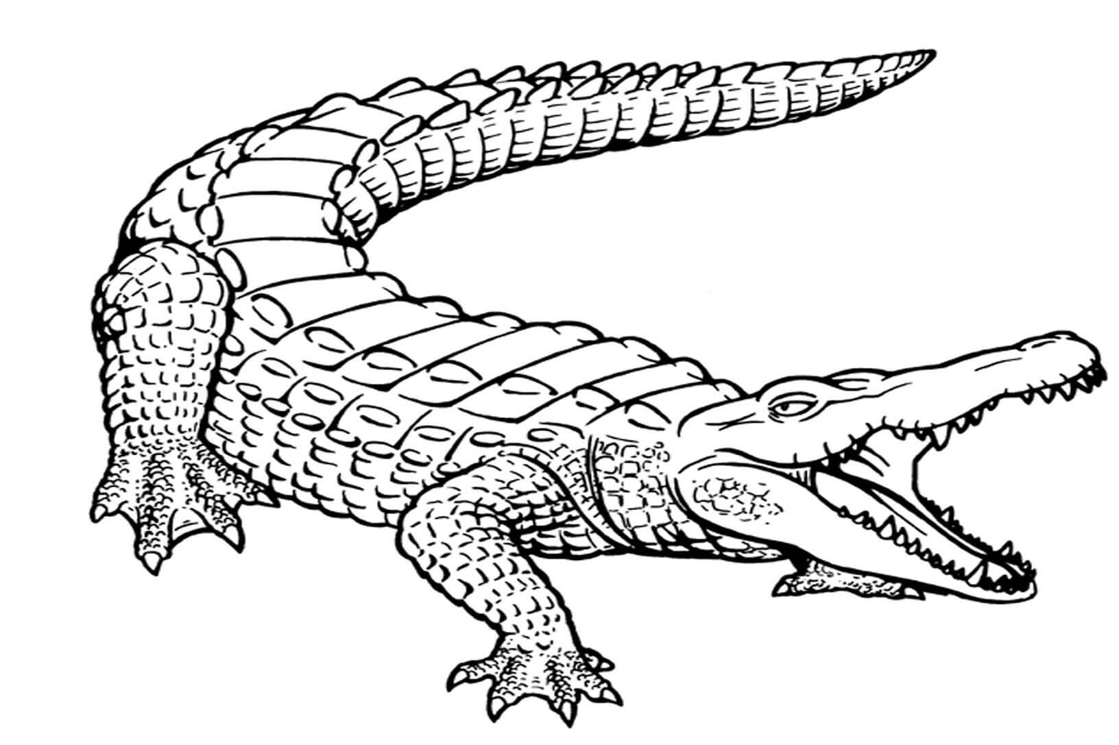Dibujo de Cocodrilo Simple para Colorear