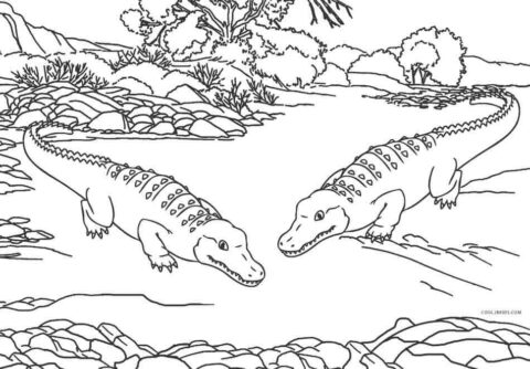 Dibujo de Dos Cocodrilo para Colorear