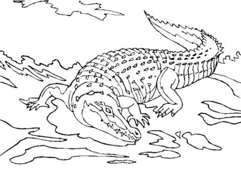 Dibujo de Gran Cocodrilo para Colorear