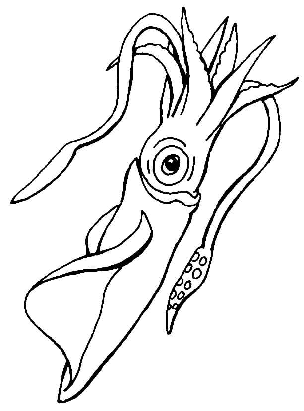 Dibujo de Buen Calamar para Colorear