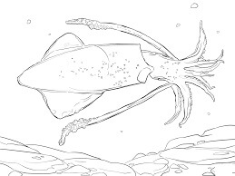 Dibujo de Calamar Comn para Colorear