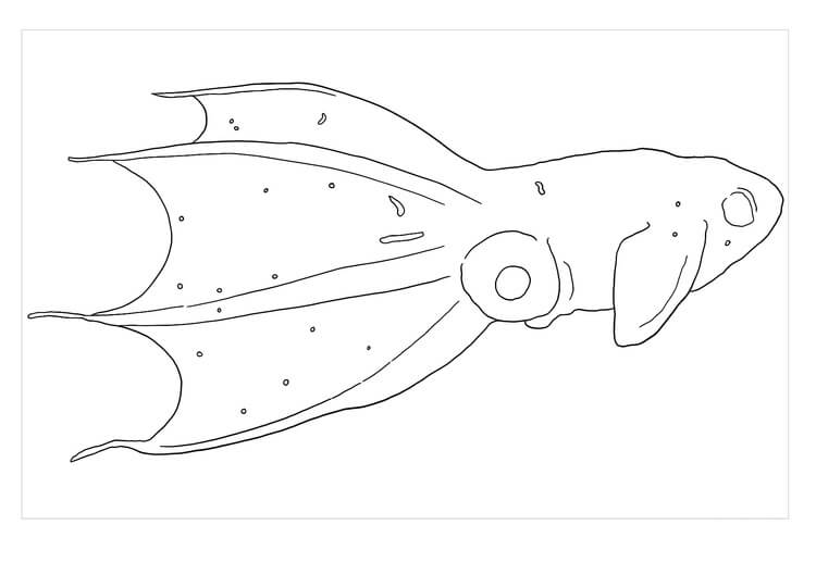 Dibujo de Calamar Imprimible para Colorear