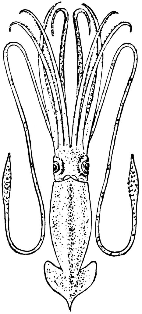 Dibujo de Calamar Increble para Colorear