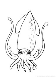Dibujo de Calamar Normal para Colorear