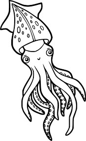 Dibujo de Calamar Perfecto para Colorear