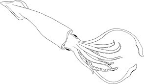 Dibujo de Calamar Simple para Colorear