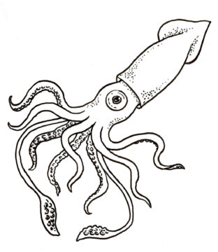 Dibujo de Gran Calamar para Colorear